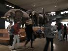 The American Museum is full of awesome exhibits, like the Hall of African Mammals