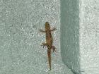 Geckos are one of my favorite house guests; they eat all the bugs!