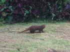 My first time seeing a mongoose