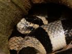 A nice close up of a resting sea snake