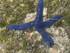 Blue starfish with one missing arm