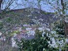 It's springtime in Heidelberg, and the flowers are blooming!