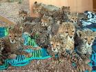 Cheetahs rescued from the illegal wildlife trade in Somaliland