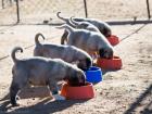 Anatolian Shepherd puppies eating