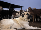 A livestock guarding dog with her goat family