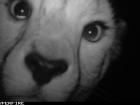 Wild cheetahs are waiting for you to help, but time is short!