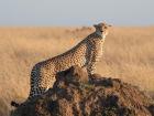 A cheetah using a termite mound to get a better view of it's prey