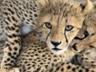 2 Cheetah Brothers play wrestling, practicing how to hunt when they get older