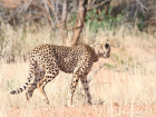 Cheetahs are very slim and lightweight compared to other big cats