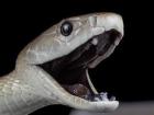 The color of the inside of the Black Mamba's mouth is how it gets it's name