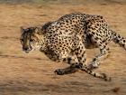 Cheetah launching into full speed using it's tail to steer