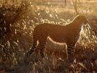 A cheetah at sunset ready to rest after a long hot day