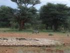 A Warthog scampering away after having a much needed drink of water from the dam