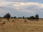 A large herd of Springbok grazing on the savannah before heading for cover at sunset