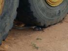 Black Mambas can be anywhere so you need to be careful and aware of danger all the time