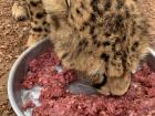 Cheetah cubs learn to eat meat very young, normally by about 7 weeks old