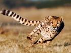 A cheetah running at top speed during sunrise