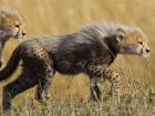 Cute cheetah cubs in the savannah ecosystem