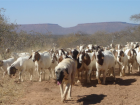 Guard dogs who specifically protect livestock (such as goats) from carnivores