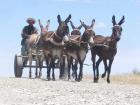 Once in a while you will see people on a donkey cart in remote places, especially villages