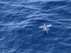 An example of a flying fish