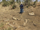 More and more bones in our survey site