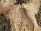 A huge skull we found during data collection