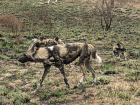 A pack of wild dogs