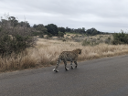 A leopard close by
