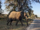 A male elephant