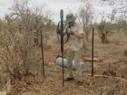 Bone field for data collection