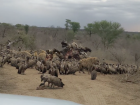 Dozens of animals feeding off a fresh carcass