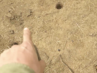 Bone marks in the soil from an elephant carcass