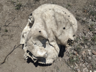 A large skull we found