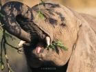 An elephant feeding (photograph by Tom Buoyer)