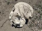 An example of a huge skull we found