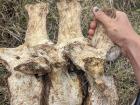 An example of a vertebrae we found