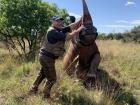 Blindfolding a rhino after I darted him, so I could be able to work on him for surgery