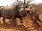 Pushing a rhino to where we want him to be, so we can work on his face