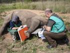 X-raying a young white rhino to check for fractures