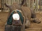 Synthetic casting we use to cover the wounds on the facial wounds of poached rhino