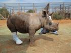 A baby rhino standing with its cast!