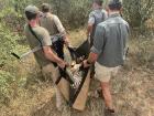 The cheetah has been darted and being carried to where we can treat her