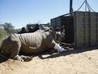 Crate being used to transport rhino, to be towed by STS truck