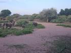 A herd of elephants in the bushveld