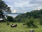 Cows grazing in a pasture above Tronadora
