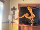 Dario's pet snake, an eyelash viper