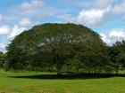 The iconic Guanacaste tree with its wide, sloping branches