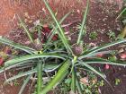 A couple of pineapples growing in my backyard