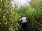 One of my favorite photos from Tronadora so far, a snapshot of us hacking through tall grass to blaze a trail for a hiking group